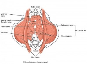 300px-Pelvic_Floor_Muscles