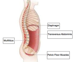 pelvic muscles